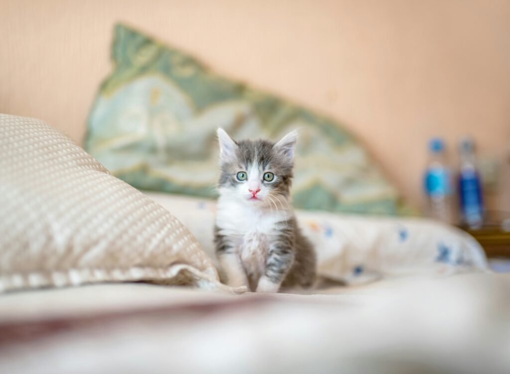10 Best Hypoallergenic Cat Breeds for Allergy Sufferers (2026 Guide)
