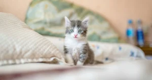 Kitten Care Guide