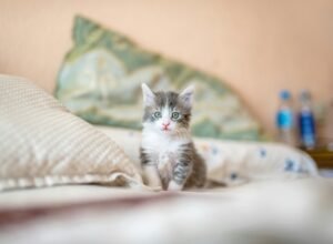 10 Best Hypoallergenic Cat Breeds for Allergy Sufferers (2026 Guide)