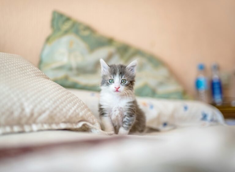 10 Best Hypoallergenic Cat Breeds for Allergy Sufferers (2026 Guide)