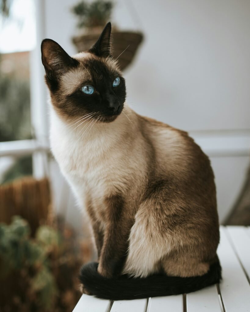 Balinese cat long-haired hypoallergenic breed blue eyes