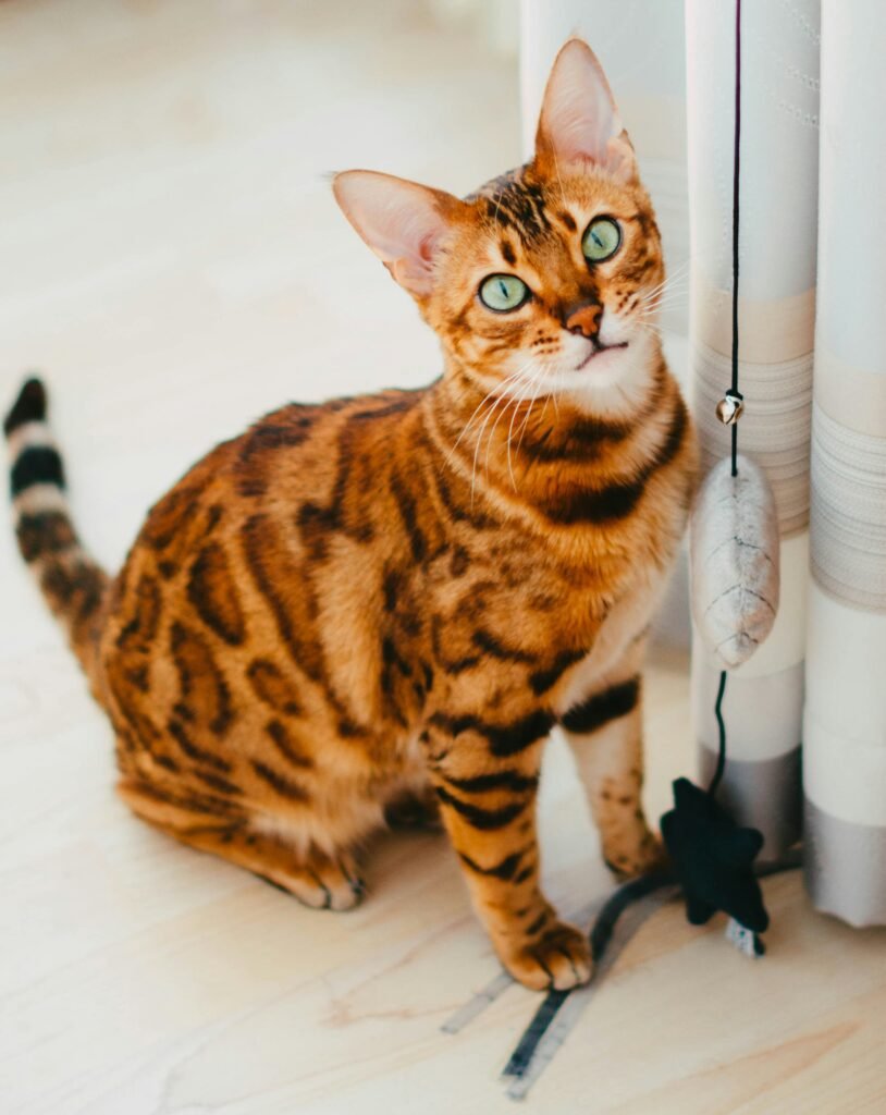 Bengal cat hypoallergenic spotted coat breed