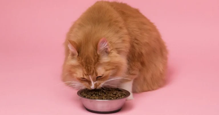 Best Cat Food