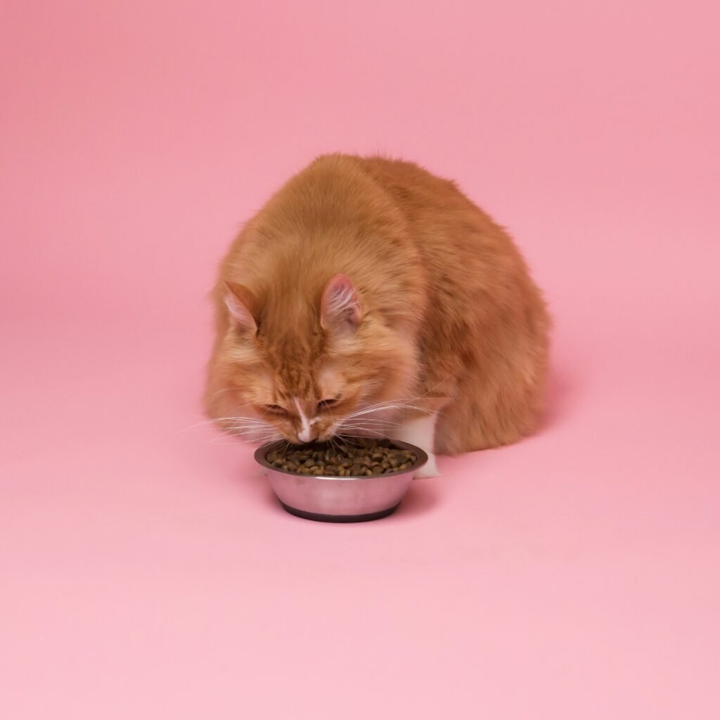 Best cat food 2026 - top rated dry and wet cat food brands comparison.