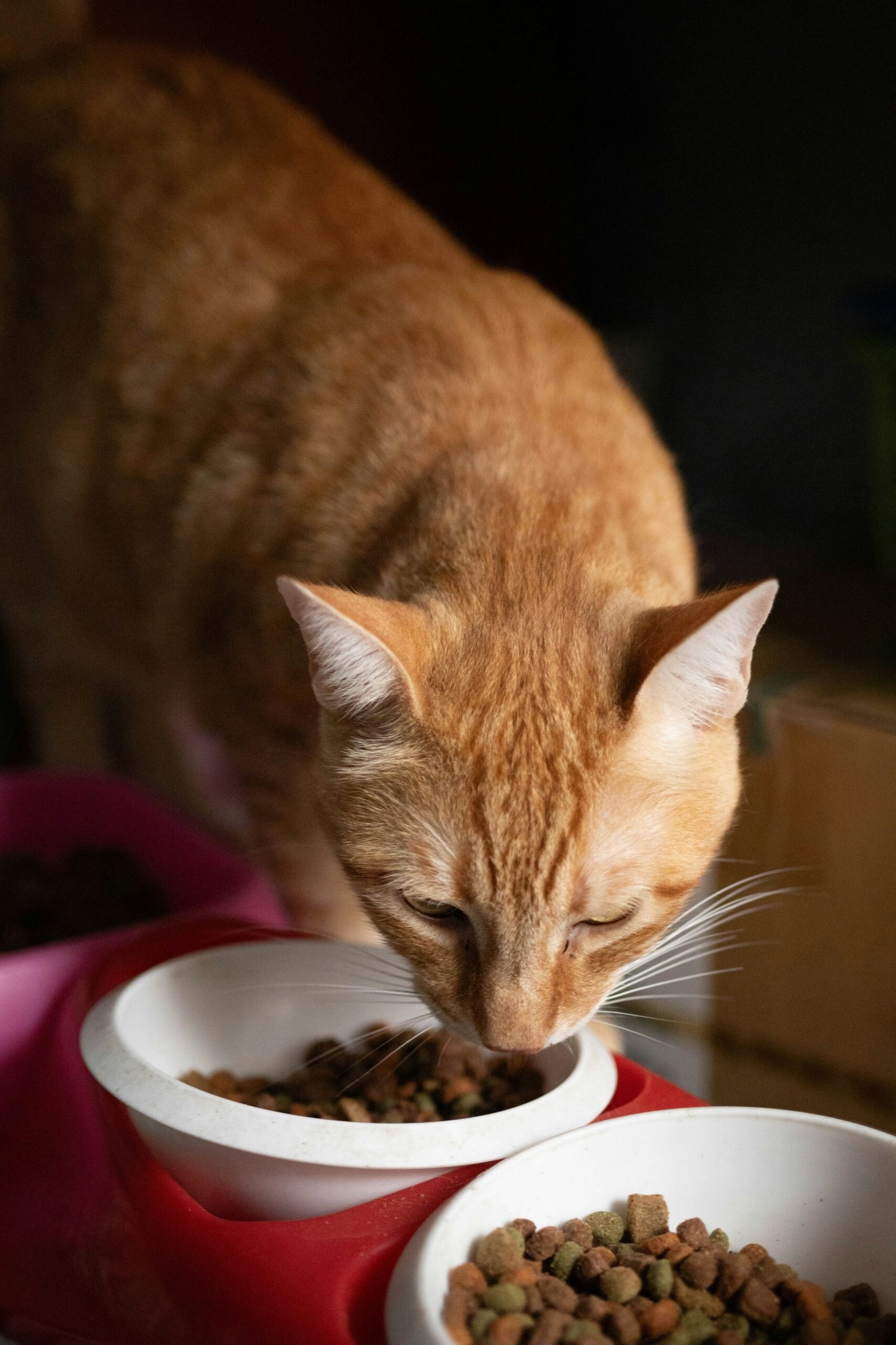 Best cat food 2026 - top rated dry and wet cat food brands comparison