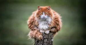 British Longhair