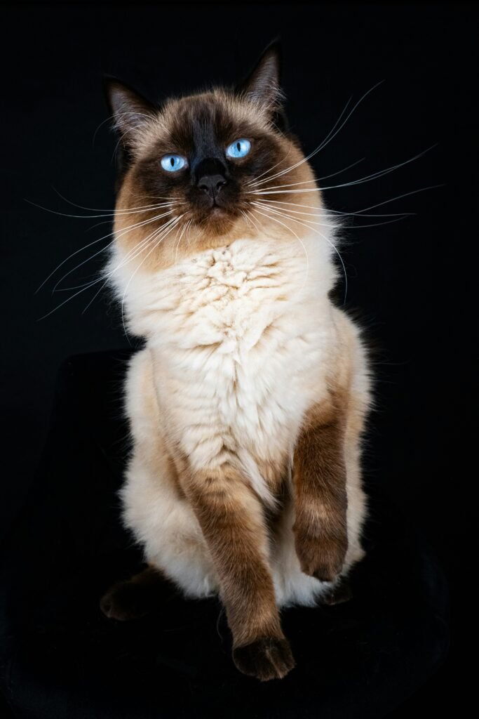 Colorpoint Shorthair cat blue eyes hypoallergenic