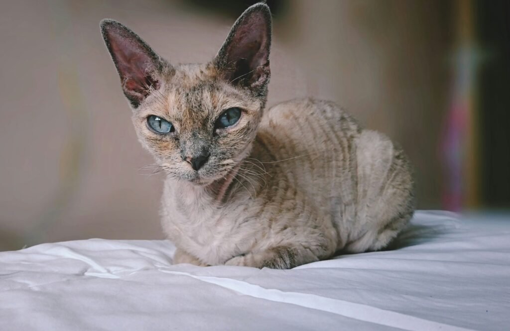 Cornish Rex cat wavy coat hypoallergenic breed