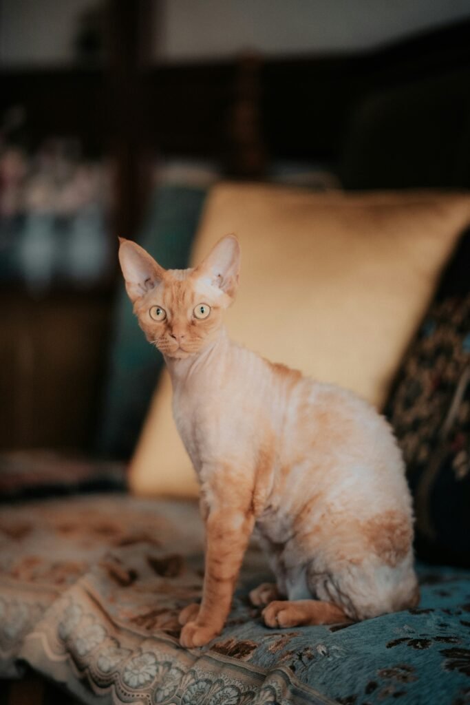 Devon Rex cat curly coat large ears hypoallergenic