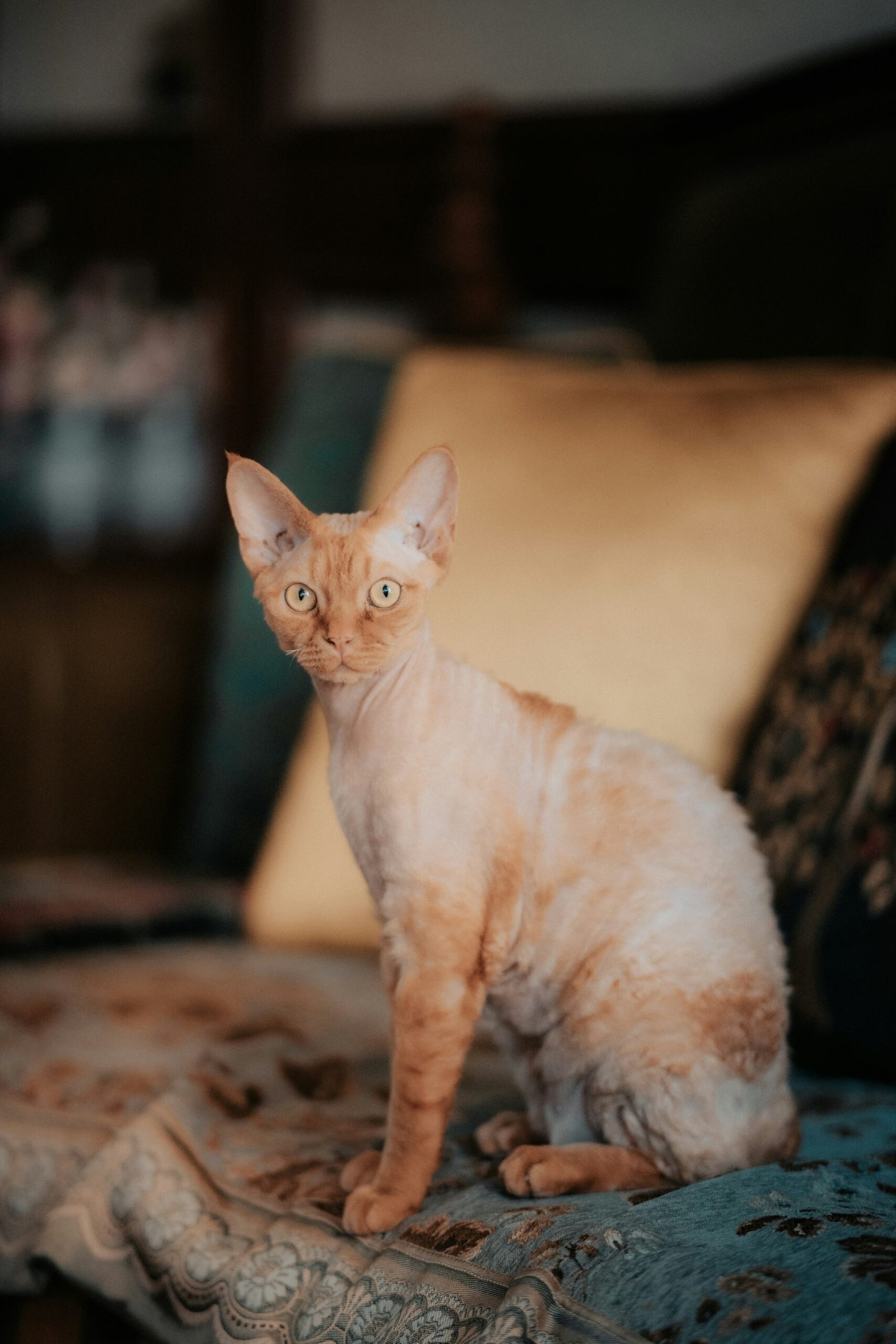Devon Rex cat curly coat large ears hypoallergenic