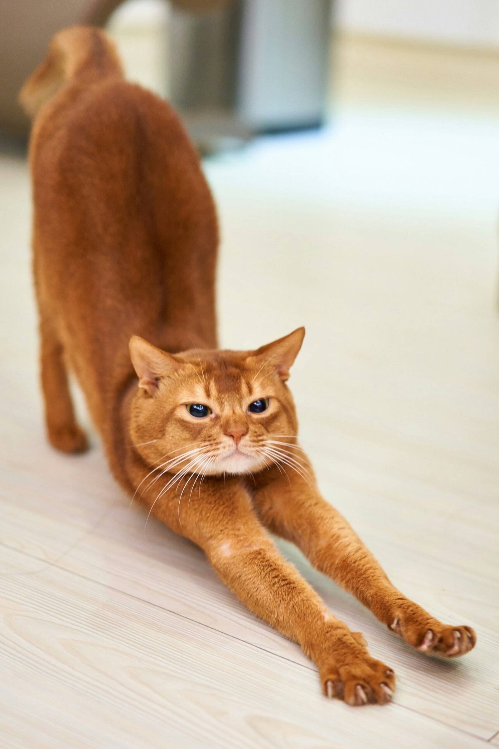 Happy and healthy cat sitting on a cozy sofa looking at the camera.