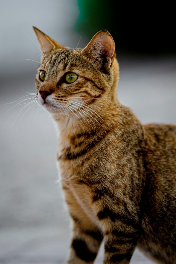 Javanese cat silky coat hypoallergenic breed