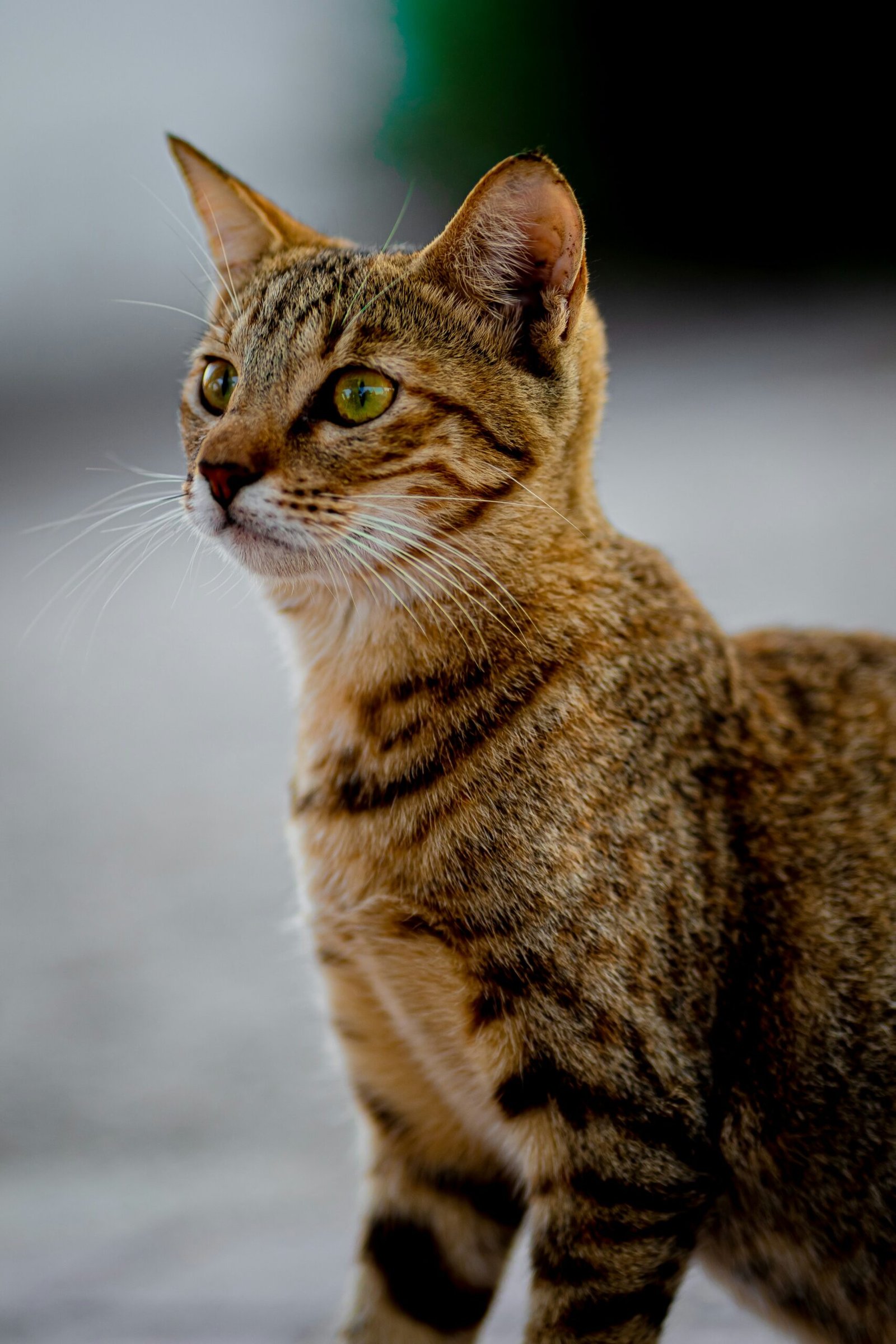 Javanese cat silky coat hypoallergenic breed