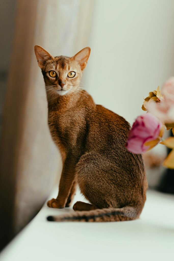 Oriental Shorthair cat sleek coat hypoallergenic