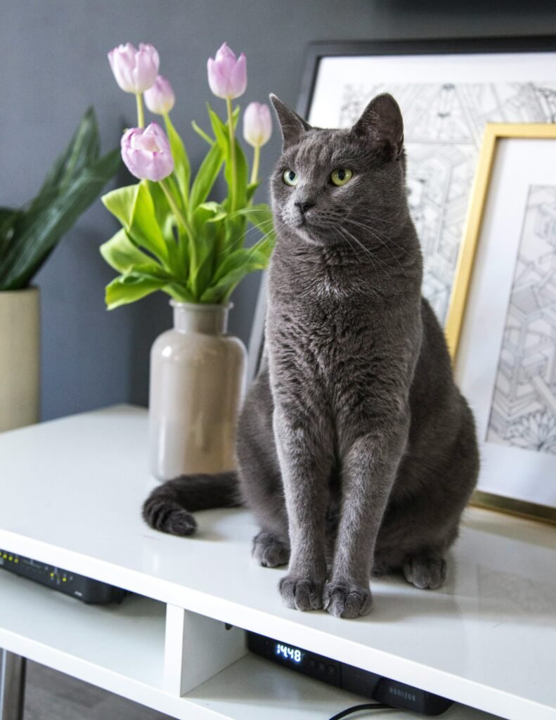 Russian Blue cat low allergen breed green eyes