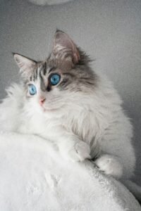Siberian cat hypoallergenic breed fluffy coat