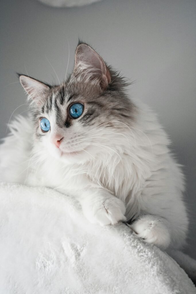 Siberian cat hypoallergenic breed fluffy coat