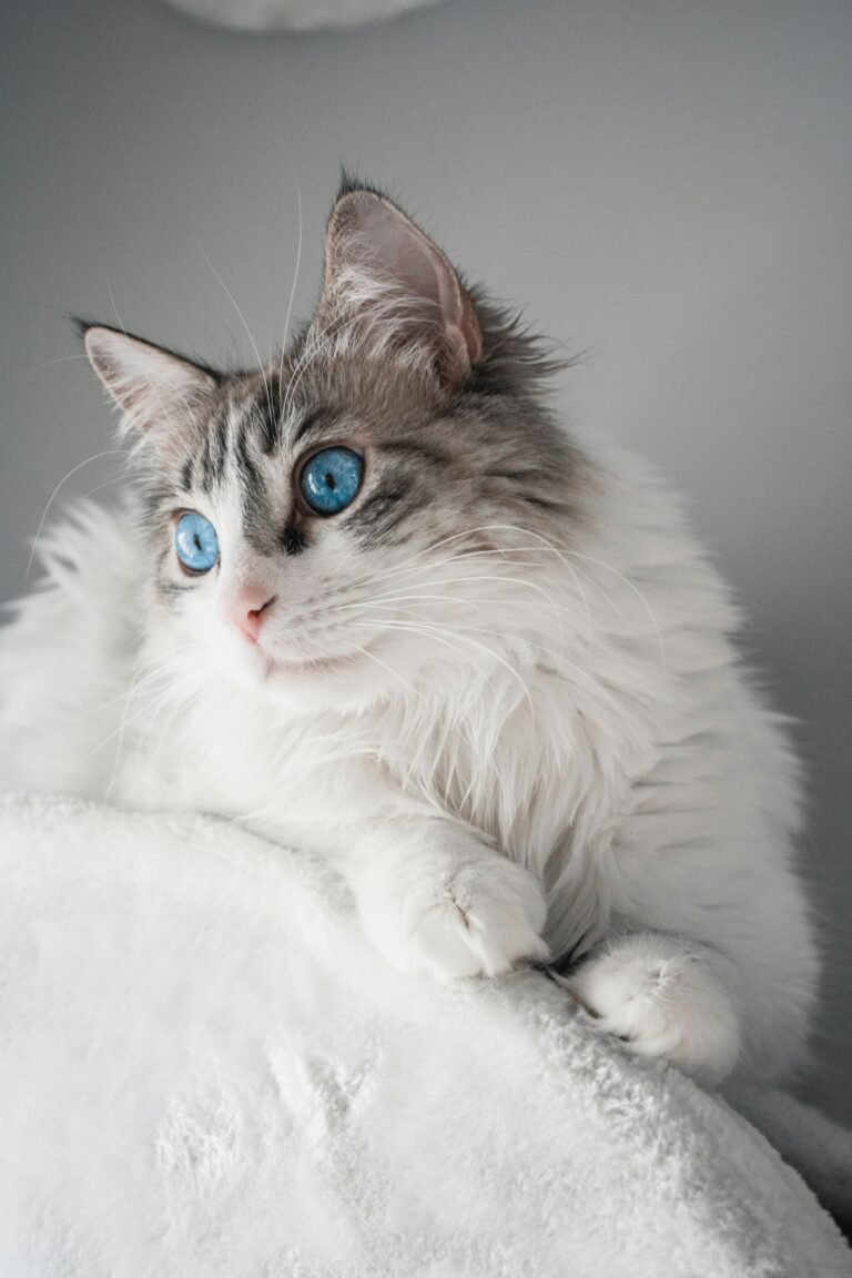 Siberian cat hypoallergenic breed fluffy coat