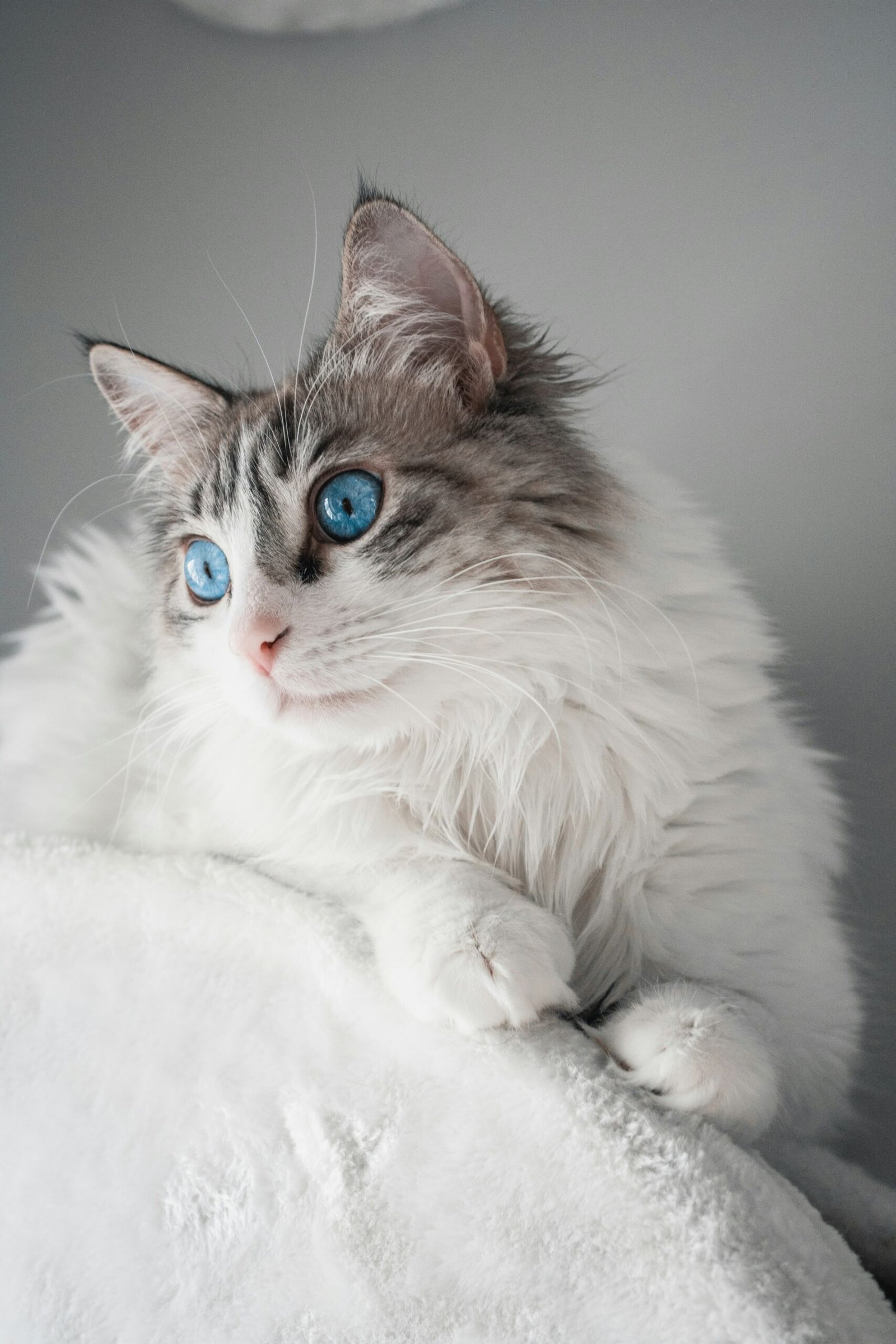 Siberian cat hypoallergenic breed fluffy coat