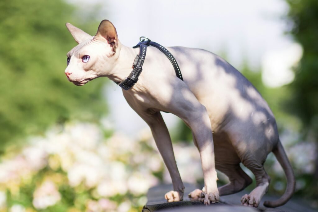 Sphynx cat hairless hypoallergenic breed