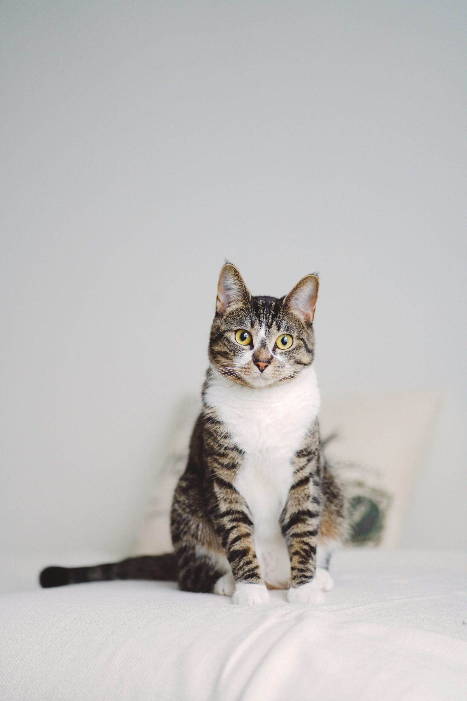 Happy and healthy cat sitting on a cozy sofa looking at the camera.