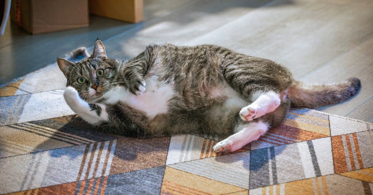 Why Do Cats Make