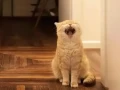 Why Is My Cat Yowling? Should I Move Them to a New Room?