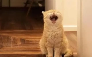 Why Is My Cat Yowling? Should I Move Them to a New Room?