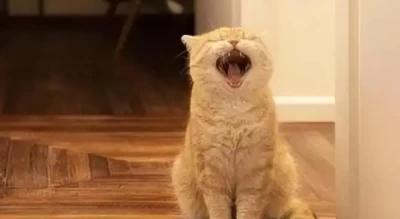 Why Is My Cat Yowling? Should I Move Them to a New Room?