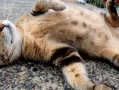 The Complete Guide to Cat Pregnancy: From Conception to Kittens