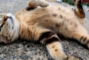 The Complete Guide to Cat Pregnancy: From Conception to Kittens