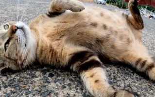 The Complete Guide to Cat Pregnancy: From Conception to Kittens
