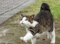 Should You Take Your Cat for a Walk? The Science-Backed Guide Every Cat Owner Needs