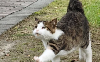 Should You Take Your Cat for a Walk? The Science-Backed Guide Every Cat Owner Needs