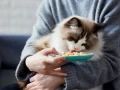 The Purr-fect Feeding Schedule: How Often Should You Feed Your Cat Each Day?