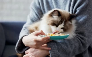 The Purr-fect Feeding Schedule: How Often Should You Feed Your Cat Each Day?