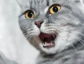 Why Do Cats Hiccup? Understanding Causes and Solutions for Cat Owners