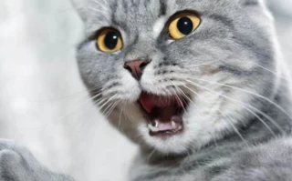 Why Do Cats Hiccup? Understanding Causes and Solutions for Cat Owners