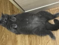 Why Do Cats Show Their Bellies? The Surprising Truth Behind This Feline Behavior