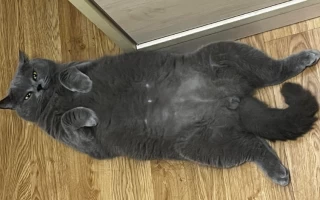 Why Do Cats Show Their Bellies? The Surprising Truth Behind This Feline Behavior