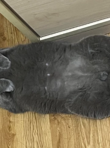 Why Do Cats Show Their Bellies? The Surprising Truth Behind This Feline Behavior
