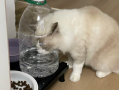 Long-Term Effects: Why Cooled Boiled Water Outperforms Tap Water for Feline Health?
