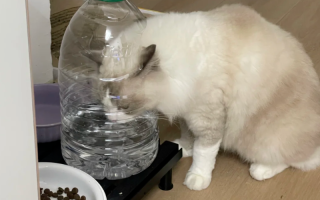Long-Term Effects: Why Cooled Boiled Water Outperforms Tap Water for Feline Health?