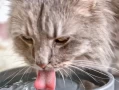 10 Expert-Backed Reasons Your Cat Isn’t Eating (And How to Fix It Fast)
