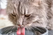 10 Expert-Backed Reasons Your Cat Isn’t Eating (And How to Fix It Fast)