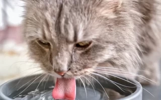 10 Expert-Backed Reasons Your Cat Isn’t Eating (And How to Fix It Fast)