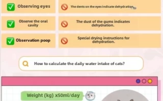 How to Make Your Cat Drink More Water: Proven Solutions from Feline Experts