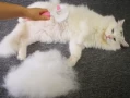 The Ultimate Guide to Reducing Cat Shedding: Top 7 Foods to Feed Your Feline