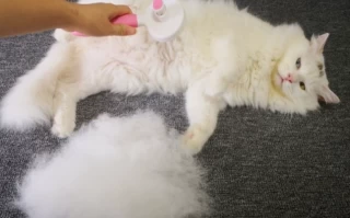 The Ultimate Guide to Reducing Cat Shedding: Top 7 Foods to Feed Your Feline