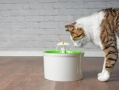Why Does My Cat Yowl at Night? 7 Common Reasons and Solutions